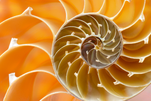 nautilus shell